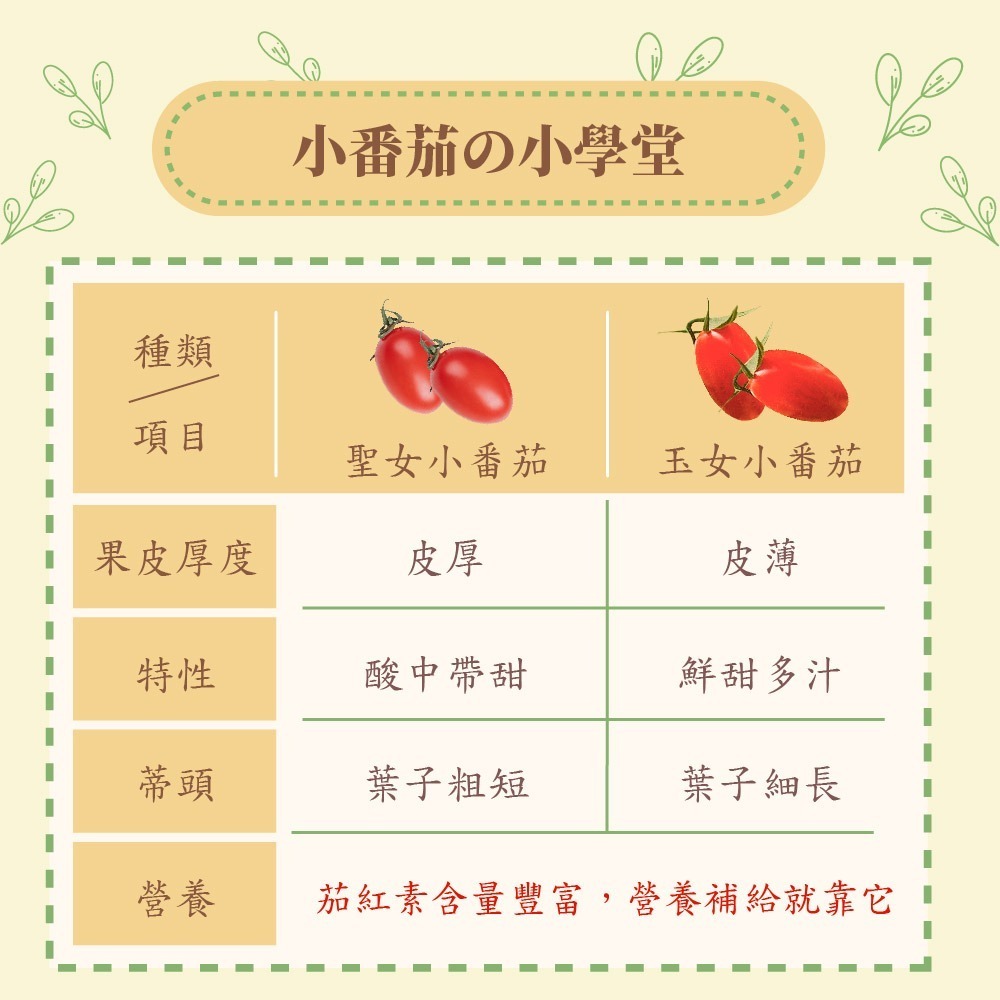 【家購網嚴選】溫室玉女小番茄 4斤/盒-細節圖5