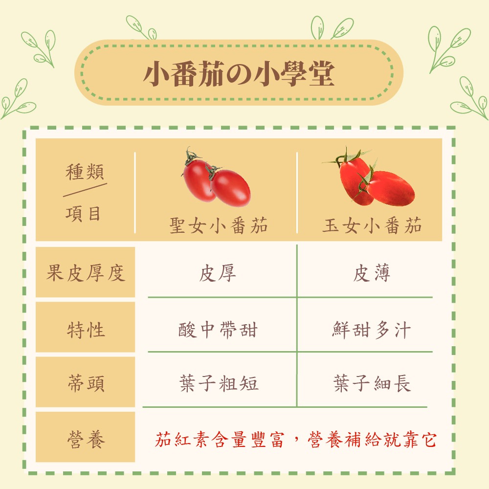【家購網嚴選】溫室玉女小番茄 10斤/盒-細節圖5