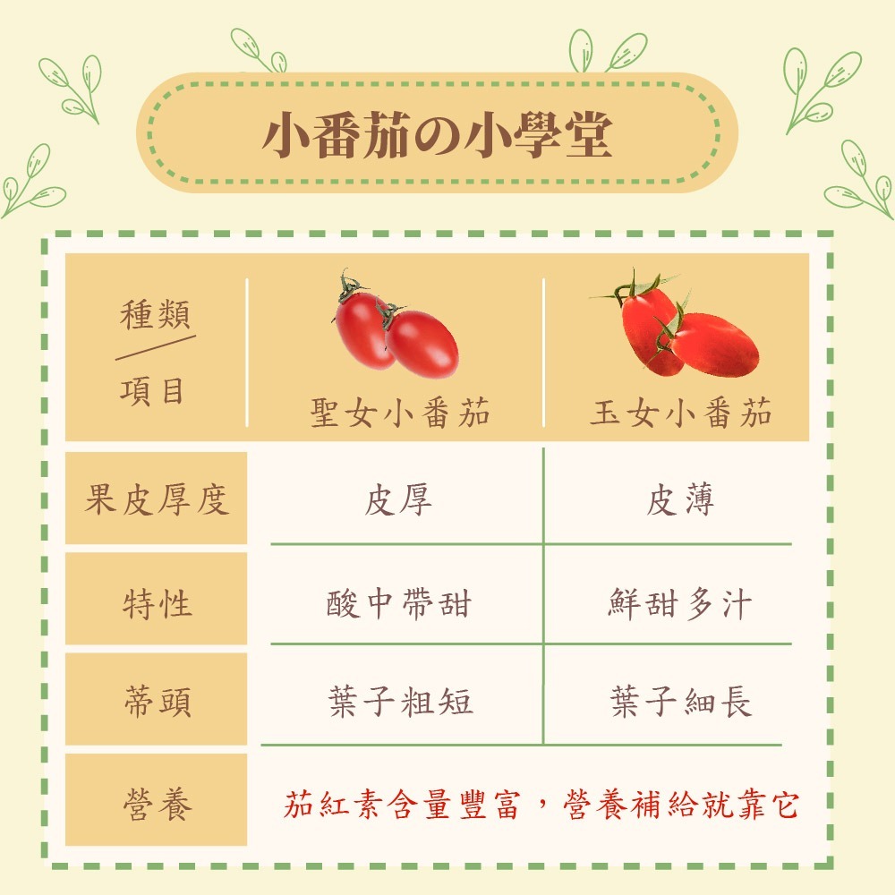 【家購網嚴選】溫室玉女小番茄 10斤/盒-細節圖5