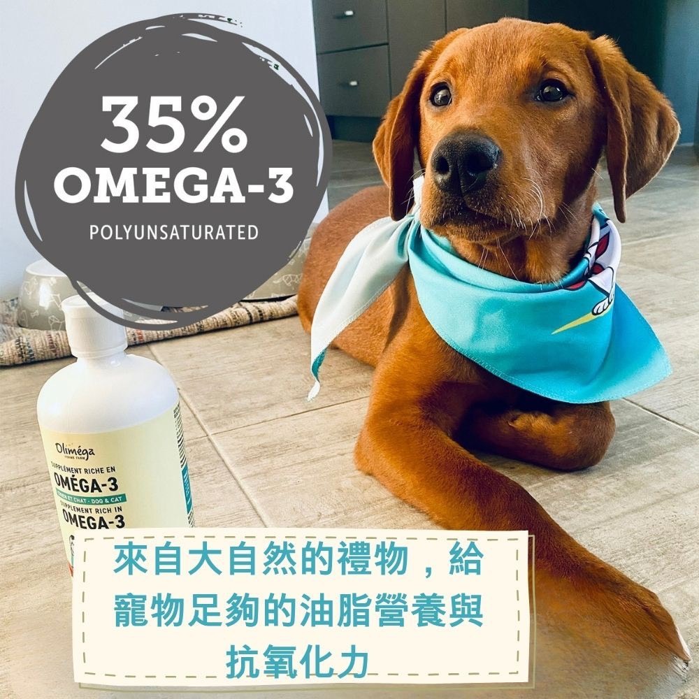 現貨-Olimega Farm 加拿大Omega-3寵物補給冷壓薺藍籽油500mL 寵物保健 寵物補充 寵物油 關節照護-細節圖5