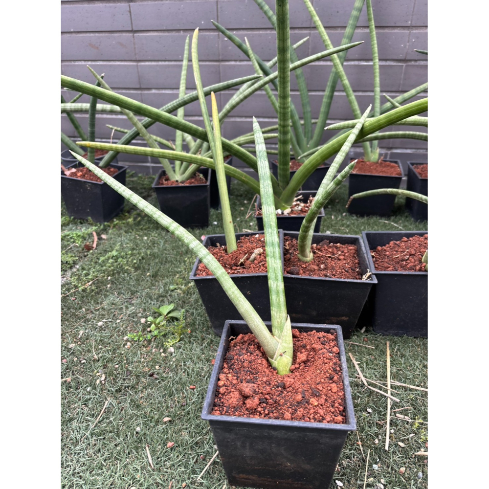 現貨 無根 石筆虎尾蘭 棒狀虎尾蘭 柱狀虎尾蘭 植物 筒葉虎尾蘭、圓葉虎尾蘭 虎尾蘭 虎尾蘭 室內盆栽  棒葉虎尾蘭-細節圖2