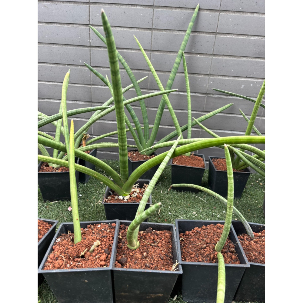 現貨 無根 石筆虎尾蘭 棒狀虎尾蘭 柱狀虎尾蘭 植物 筒葉虎尾蘭、圓葉虎尾蘭 虎尾蘭 虎尾蘭 室內盆栽  棒葉虎尾蘭-細節圖3