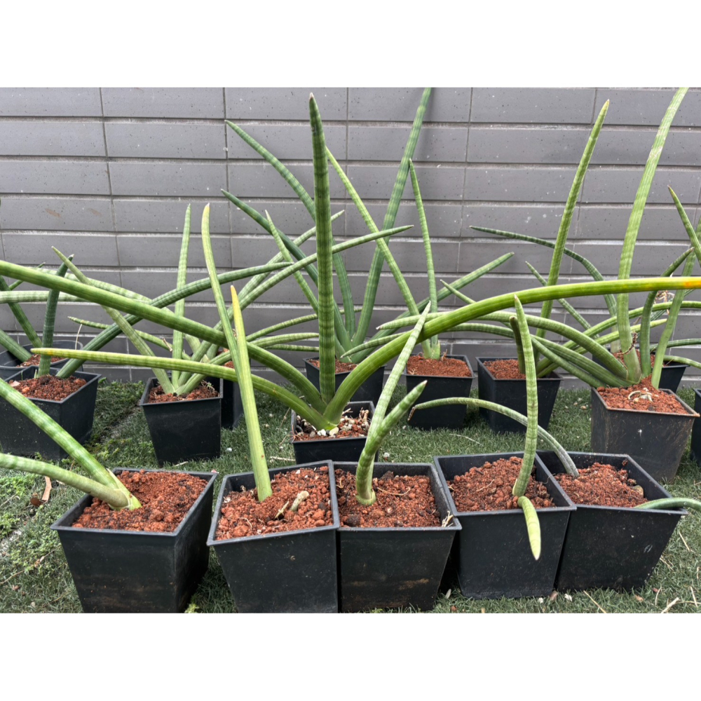 現貨 無根 石筆虎尾蘭 棒狀虎尾蘭 柱狀虎尾蘭 植物 筒葉虎尾蘭、圓葉虎尾蘭 虎尾蘭 虎尾蘭 室內盆栽  棒葉虎尾蘭-細節圖4