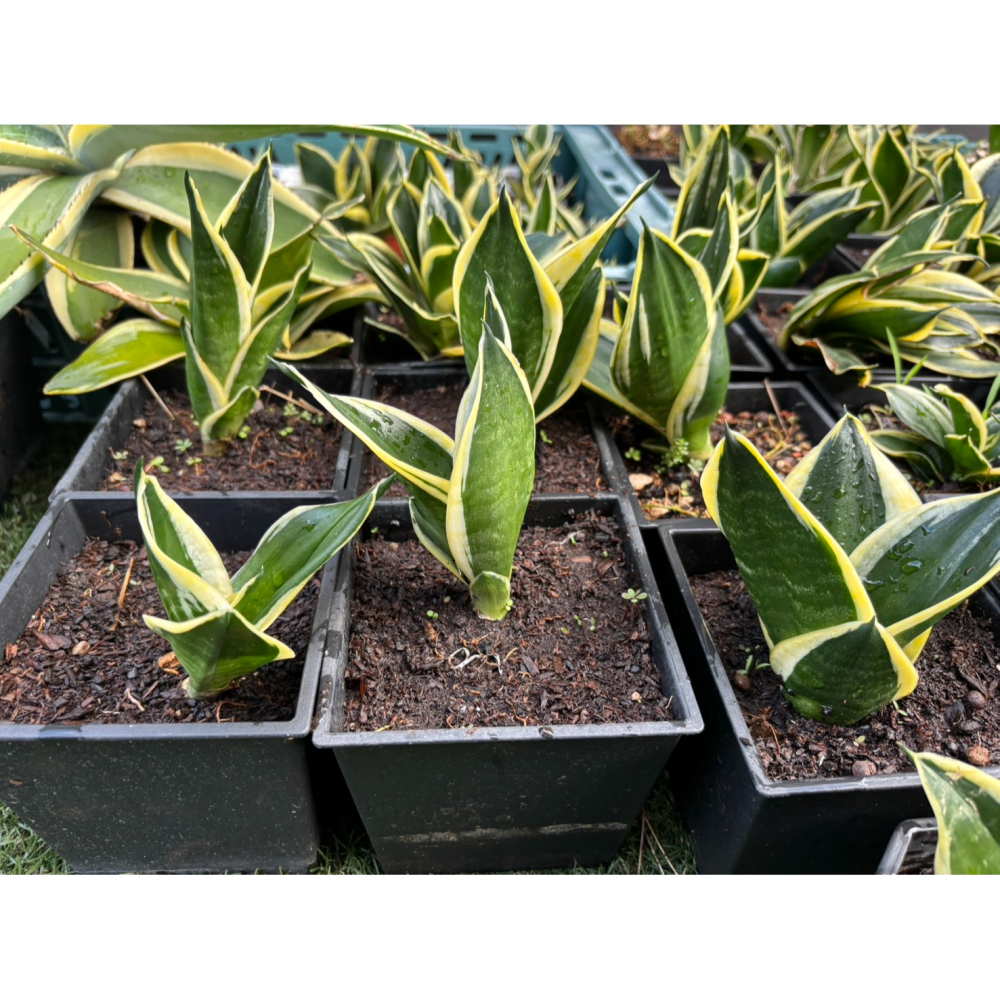 小品盆栽-短葉虎尾蘭 好顧植物 觀賞植物 觀葉植物 室內清淨空氣盆栽 室內植物 陽台植物 虎尾蘭 短葉虎尾蘭 空氣淨化-細節圖3