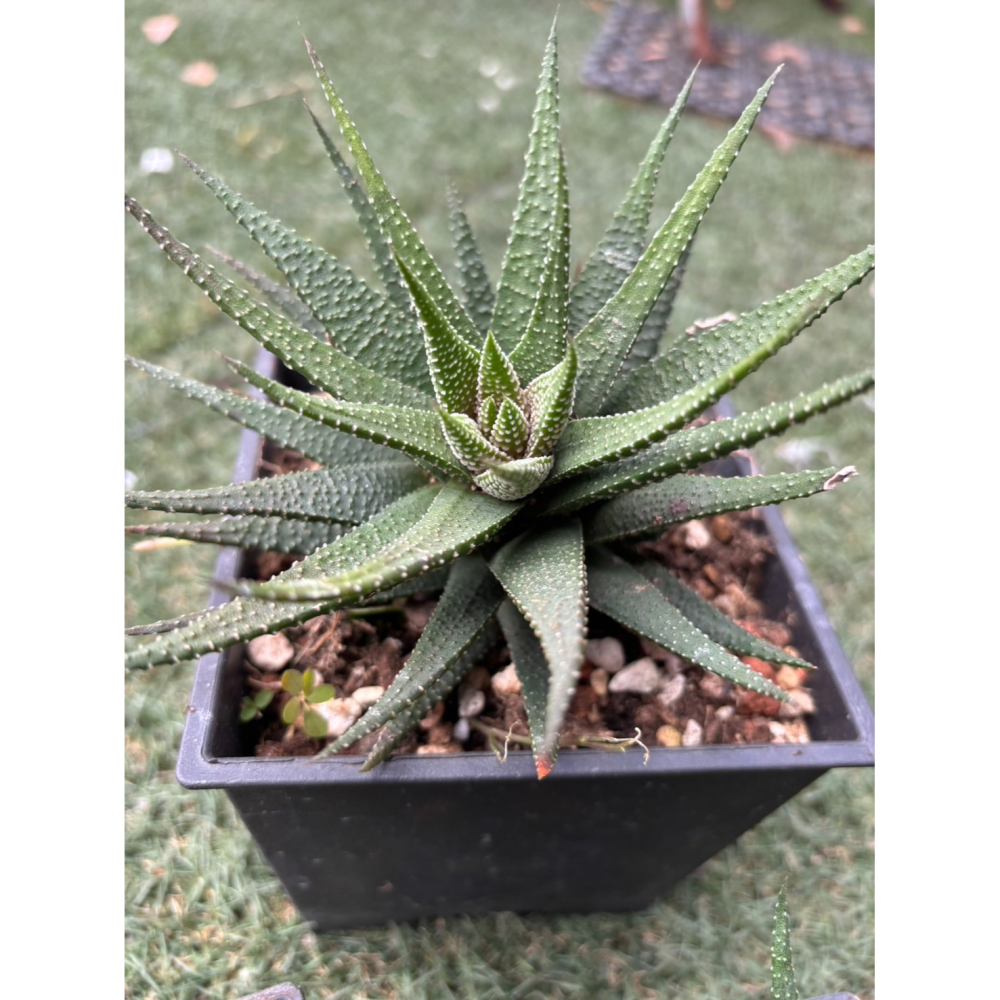 現貨 小品盆栽-十二支卷  好顧植物 觀賞植物 觀葉植物 盆栽 室內植物 陽台植物 植物 植栽 多肉植物 辦公桌盆栽 新-細節圖3