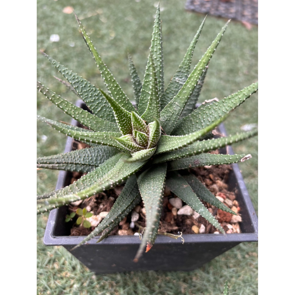 現貨 小品盆栽-十二支卷  好顧植物 觀賞植物 觀葉植物 盆栽 室內植物 陽台植物 植物 植栽 多肉植物 辦公桌盆栽 新-細節圖4