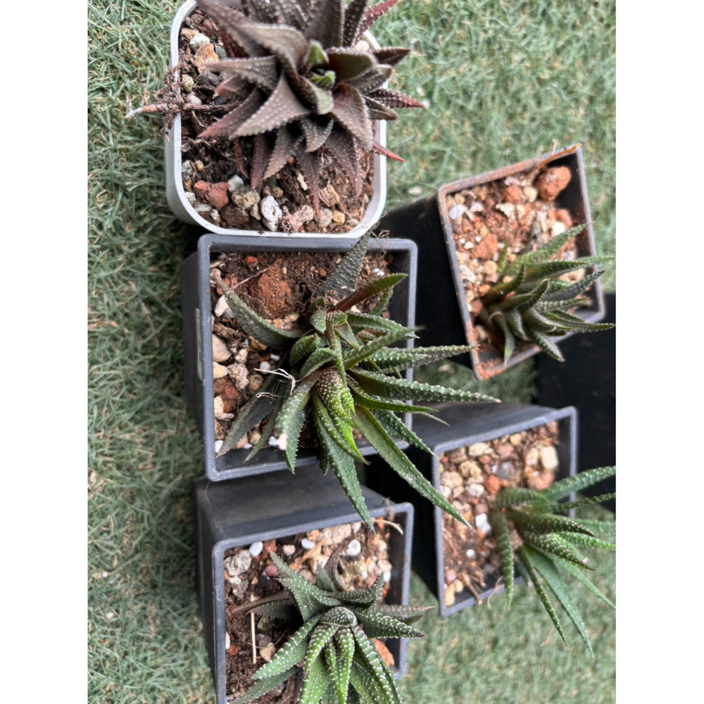 現貨 小品盆栽-十二支卷  好顧植物 觀賞植物 觀葉植物 盆栽 室內植物 陽台植物 植物 植栽 多肉植物 辦公桌盆栽 新-細節圖5