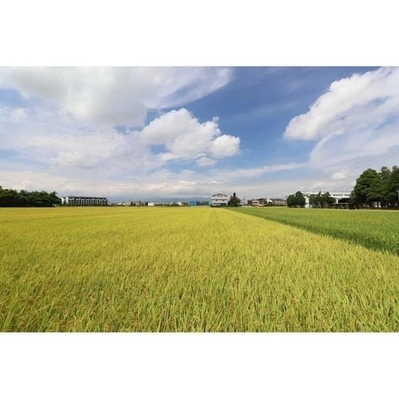 手提包裝一公斤100元/包-高雄147號或台農88號【日本米鑑定-優秀賞-劉凱涵的米】-細節圖2