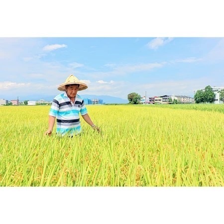 手提包裝一公斤100元/包-高雄147號或台農88號【日本米鑑定-優秀賞-劉凱涵的米】-細節圖3