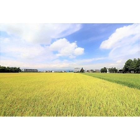 進士米_高雄145號-白米（2公斤）【日本米鑑定-優秀賞-劉凱涵的米】-細節圖2