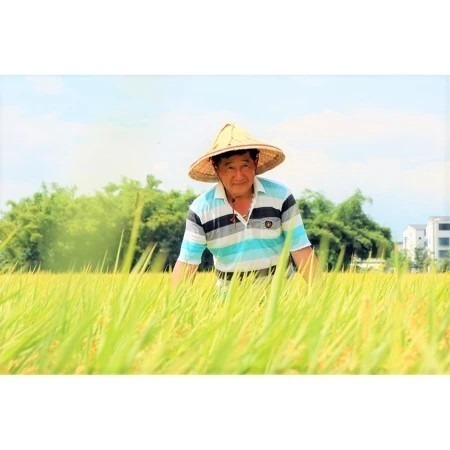 進士米_高雄145號-白米（2公斤）【日本米鑑定-優秀賞-劉凱涵的米】-細節圖3