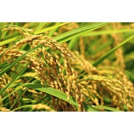 進士米_高雄145號-白米（2公斤）【日本米鑑定-優秀賞-劉凱涵的米】-細節圖6