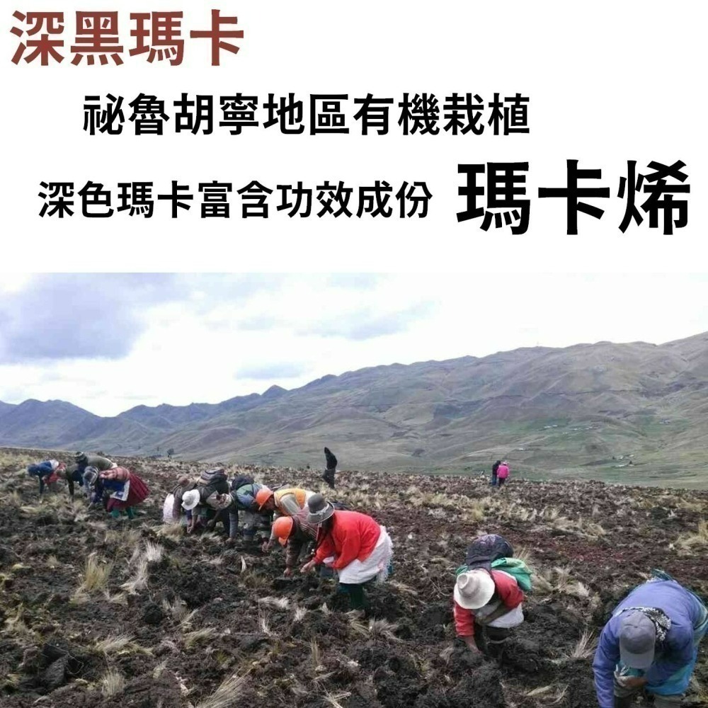 YT-Vita 黑馬卡B群膠囊(30粒/包)-細節圖5