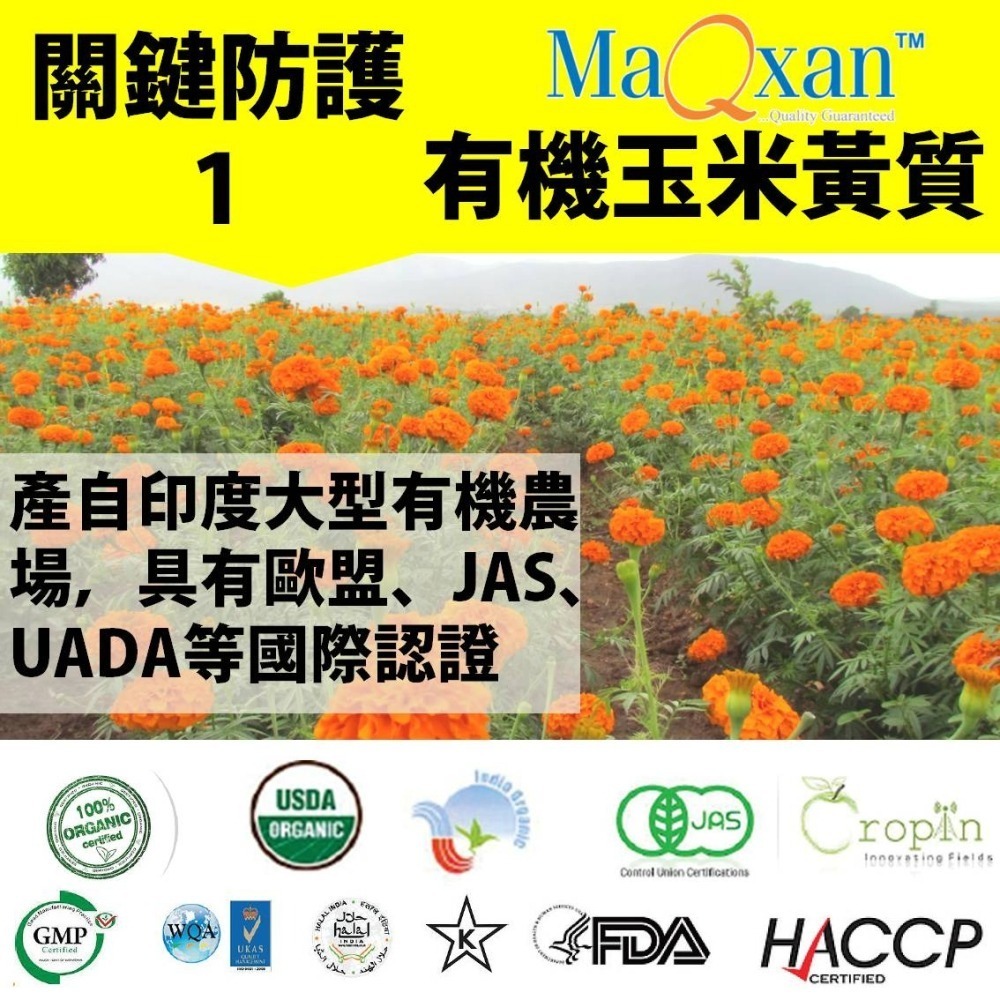 【蝦紅素+葉黃素】 玉米黃素 黑醋栗 游離型葉黃素 lutein 金盞葉黃素 花青素 藻紅素 維生素E 枸杞 30粒-細節圖4