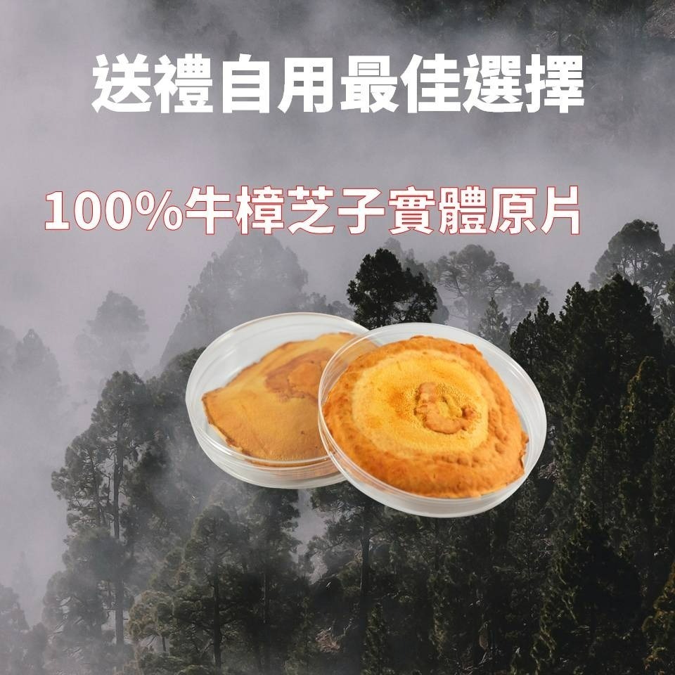 黃金樟芝-牛樟芝子實體原片 禮盒單片裝-細節圖3