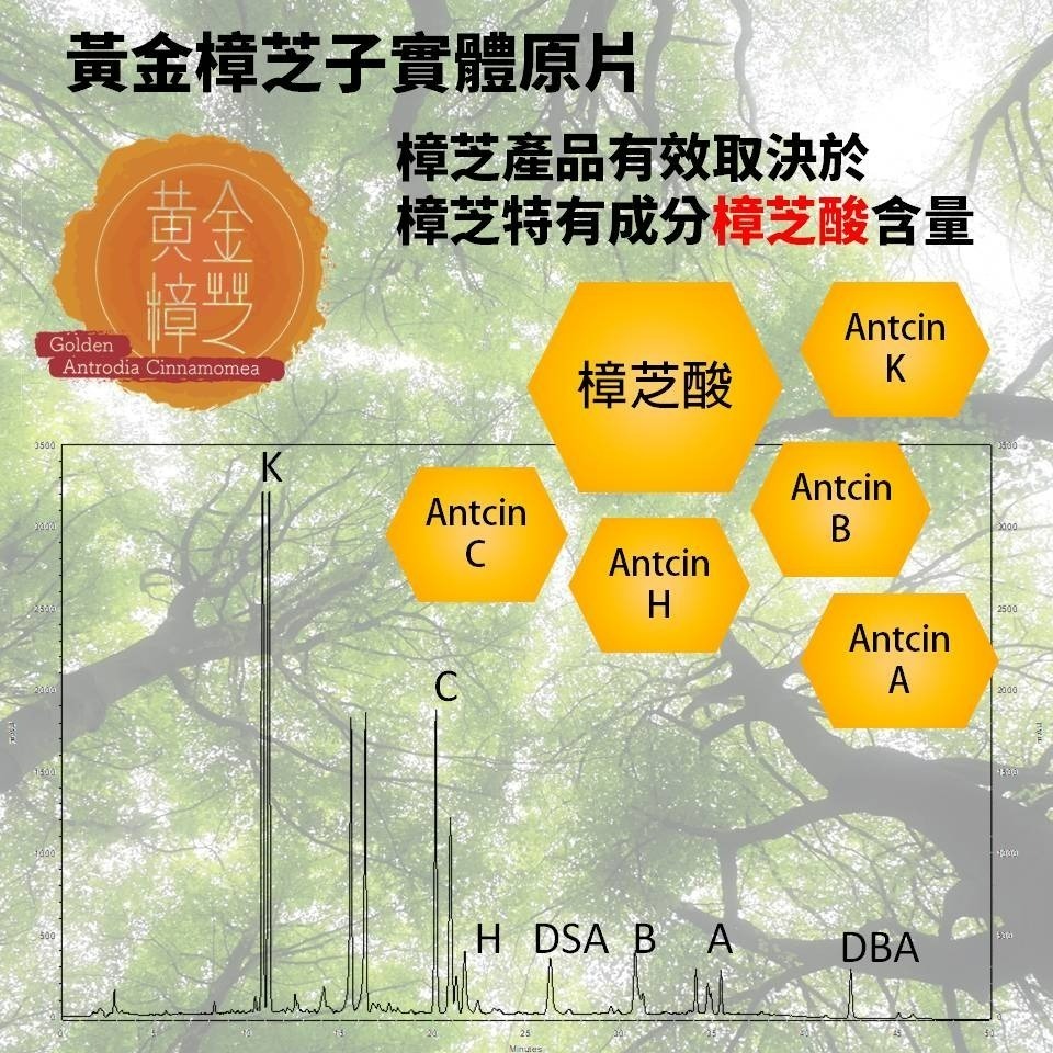 黃金樟芝-牛樟芝子實體原片 禮盒單片裝-細節圖4