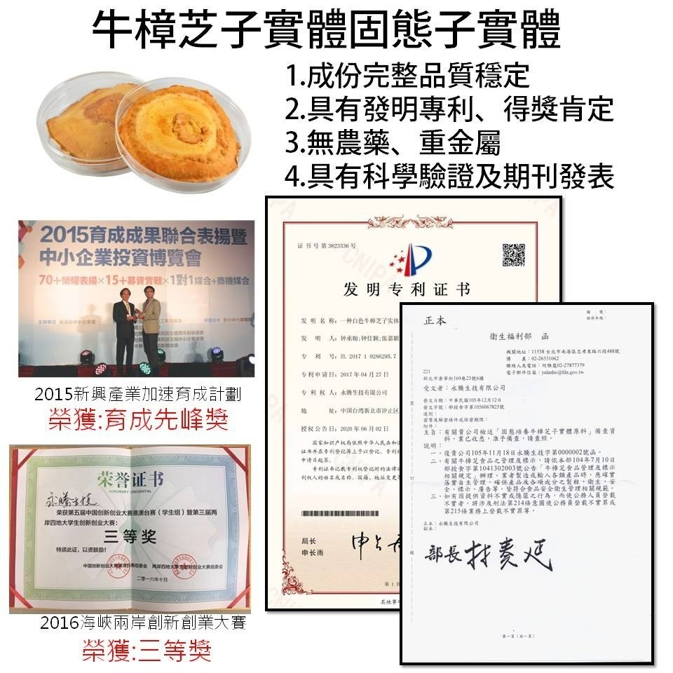 黃金樟芝-牛樟芝子實體原片 禮盒單片裝-細節圖5