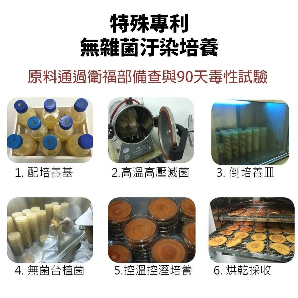 黃金樟芝-牛樟芝子實體原片 禮盒單片裝-細節圖7