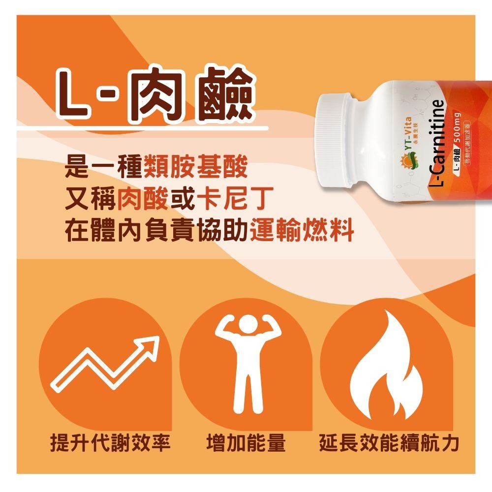 【YT-Vita】L-肉鹼 (60粒/瓶) 肉酸 卡尼丁 L-carnitine 左旋肉鹼 左旋肉酸 現貨-細節圖3
