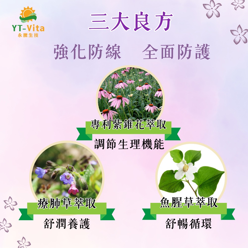 【YT-Vita 永騰生技】紫錐花療肺草複方膠囊(30粒/盒)專利紫錐花萃取 療肺草萃取 魚腥草萃取-細節圖4