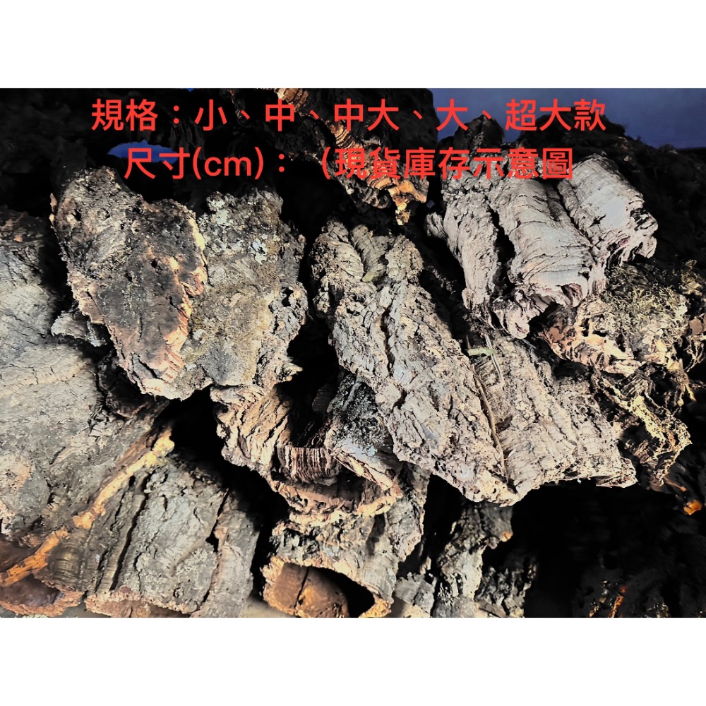 【業餘小農】天然香檳軟木樹皮、厚款、鼠婦、蜥蜴、蛇、甲蟲、爬蟲類躲藏、造景、鹿角蕨、樹皮、空鳳、蘭花-細節圖2