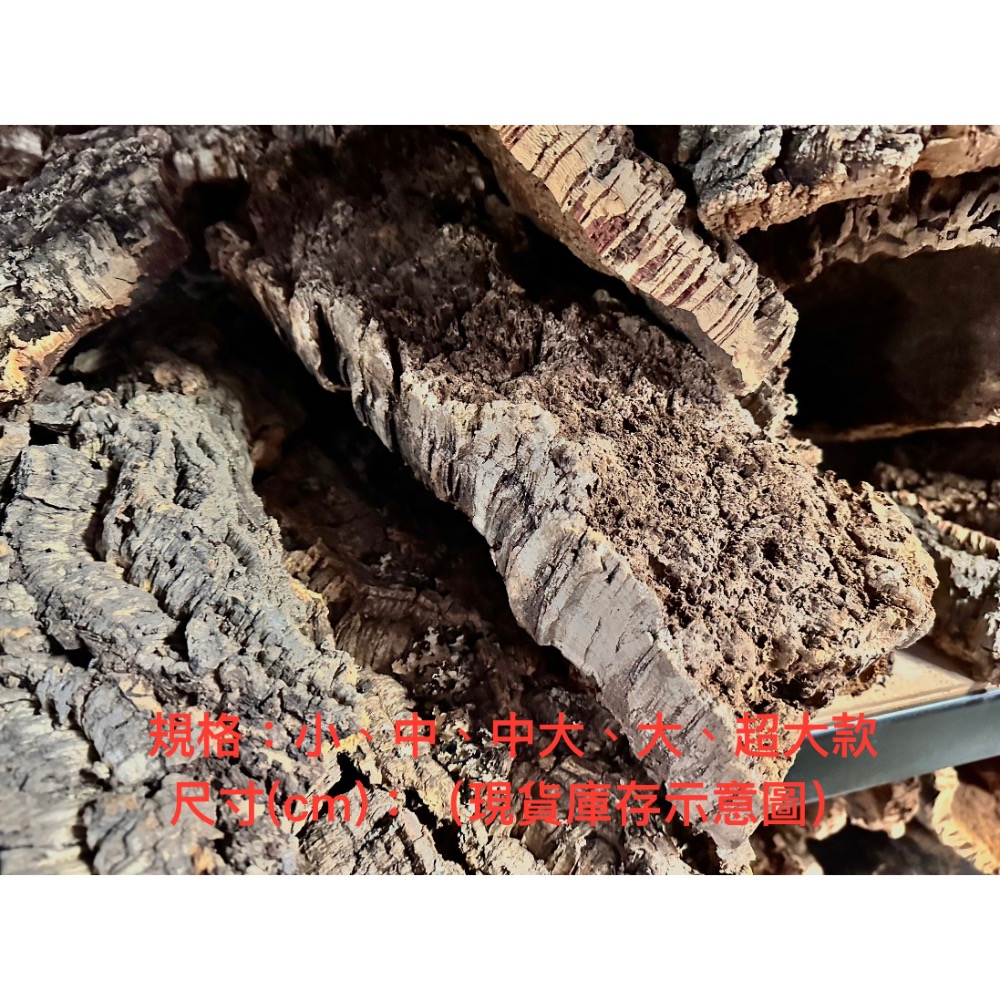 【業餘小農】天然香檳軟木樹皮、厚款、鼠婦、蜥蜴、蛇、甲蟲、爬蟲類躲藏、造景、鹿角蕨、樹皮、空鳳、蘭花-細節圖3