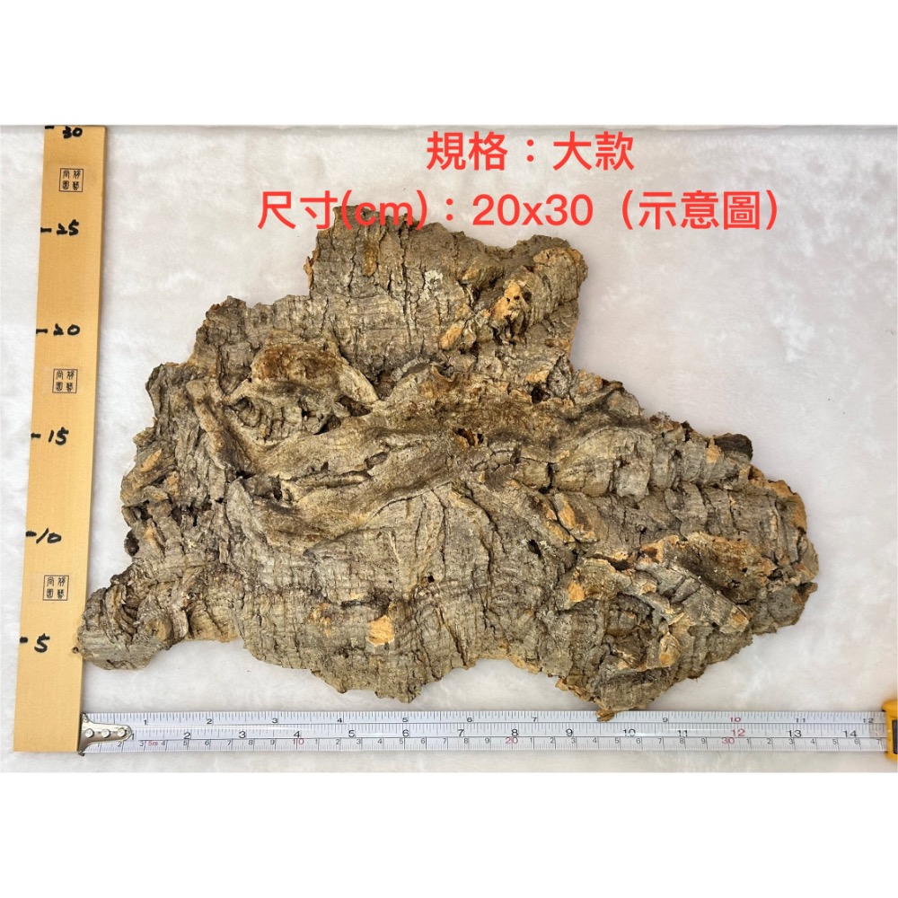 【業餘小農】天然香檳軟木樹皮、厚款、鼠婦、蜥蜴、蛇、甲蟲、爬蟲類躲藏、造景、鹿角蕨、樹皮、空鳳、蘭花-規格圖3