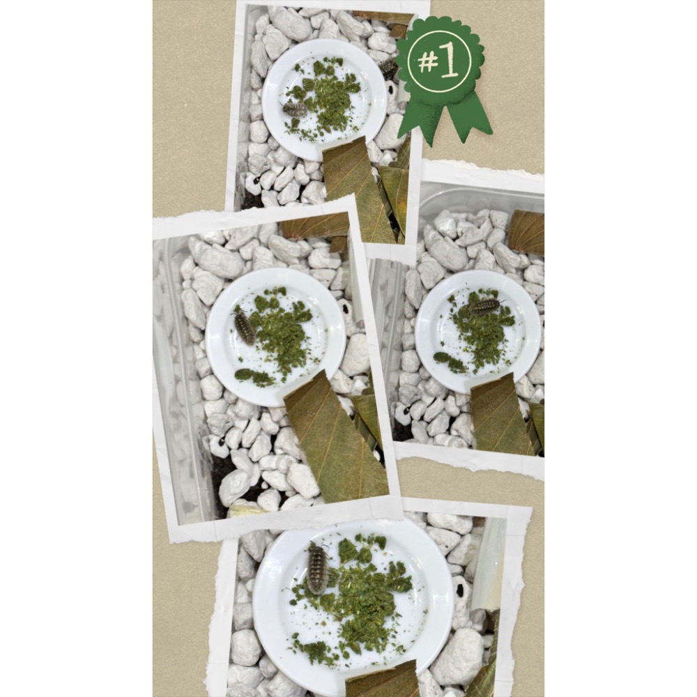 【業餘小農】迷你樹酯碟子盤、鼠婦飼料專用盤，減少受潮加速發霉的機率，輕巧耐用5入一組-細節圖2