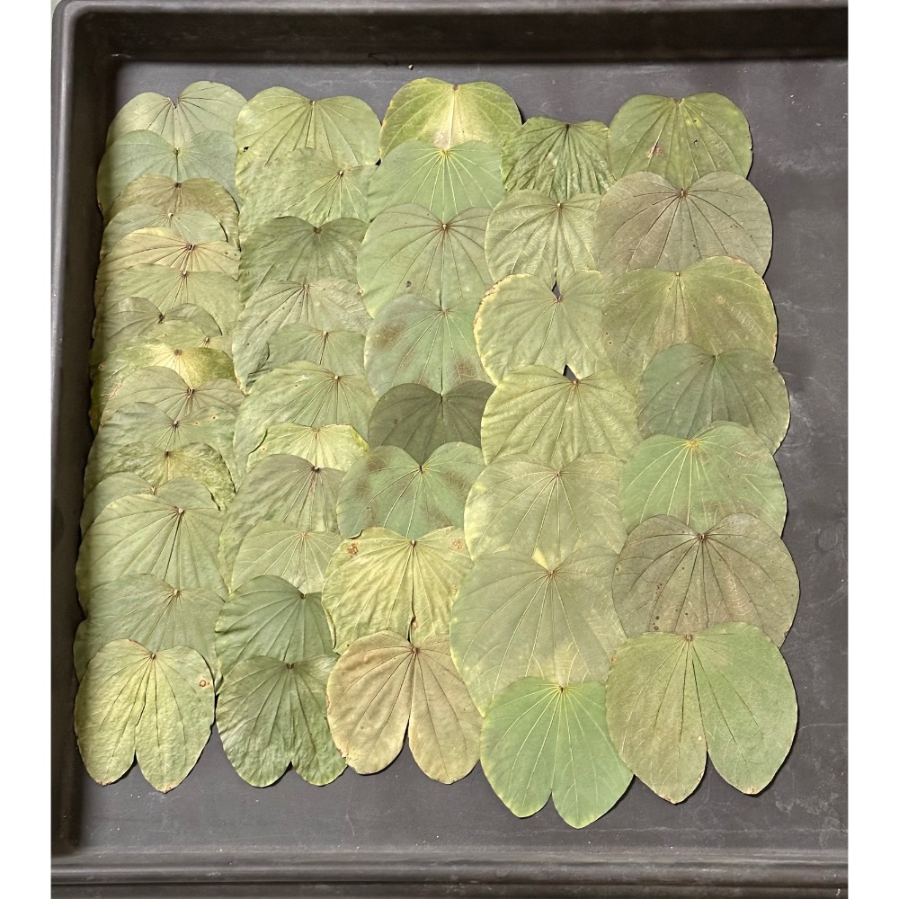 【業餘小農】天然採摘羊蹄甲乾葉、構樹、桑葉、血桐葉，鼠婦、陸龜、兔子、天竺鼠、竹節蟲、枇杷葉、芭樂葉、天然無毒買5送1-細節圖2