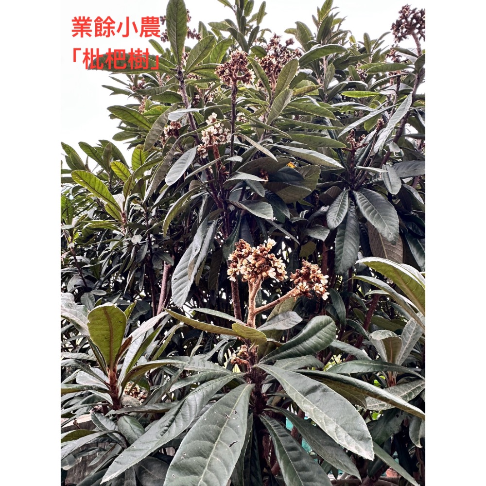 【業餘小農】天然採摘羊蹄甲乾葉、構樹、桑葉、血桐葉，鼠婦、陸龜、兔子、天竺鼠、竹節蟲、枇杷葉、芭樂葉、天然無毒買5送1-細節圖4