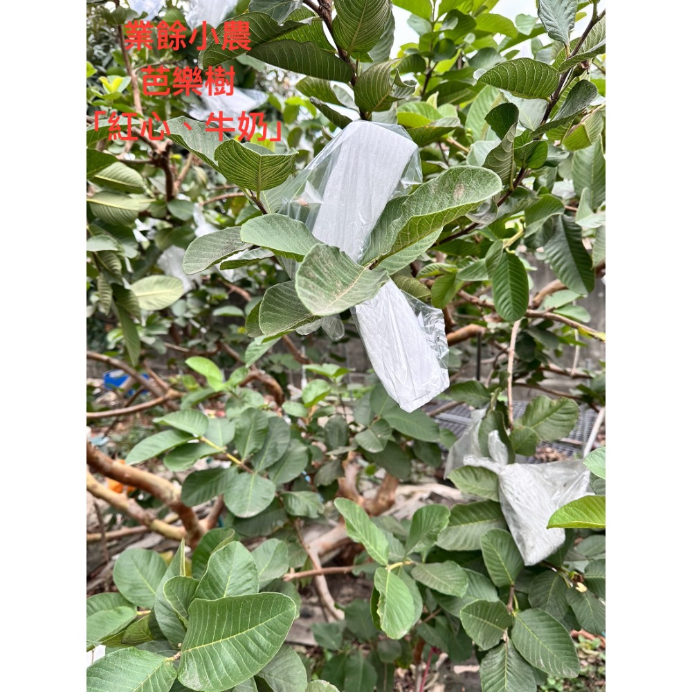 【業餘小農】天然採摘羊蹄甲乾葉、構樹、桑葉、血桐葉，鼠婦、陸龜、兔子、天竺鼠、竹節蟲、枇杷葉、芭樂葉、天然無毒買5送1-細節圖5