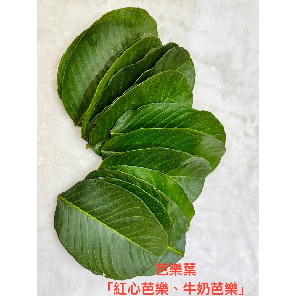 芭樂乾葉「50g」