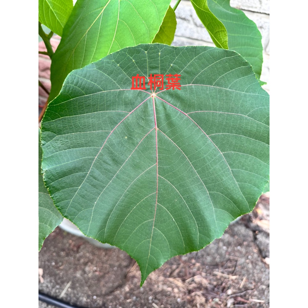 血桐乾葉「10g」