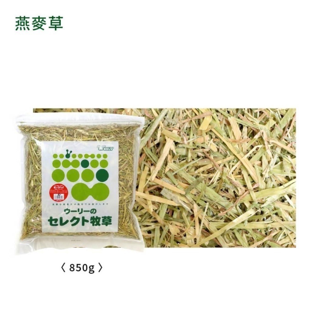 #台灣代理商進口#◆HiGOGO◆Wooly澳洲燕麥草-細節圖3