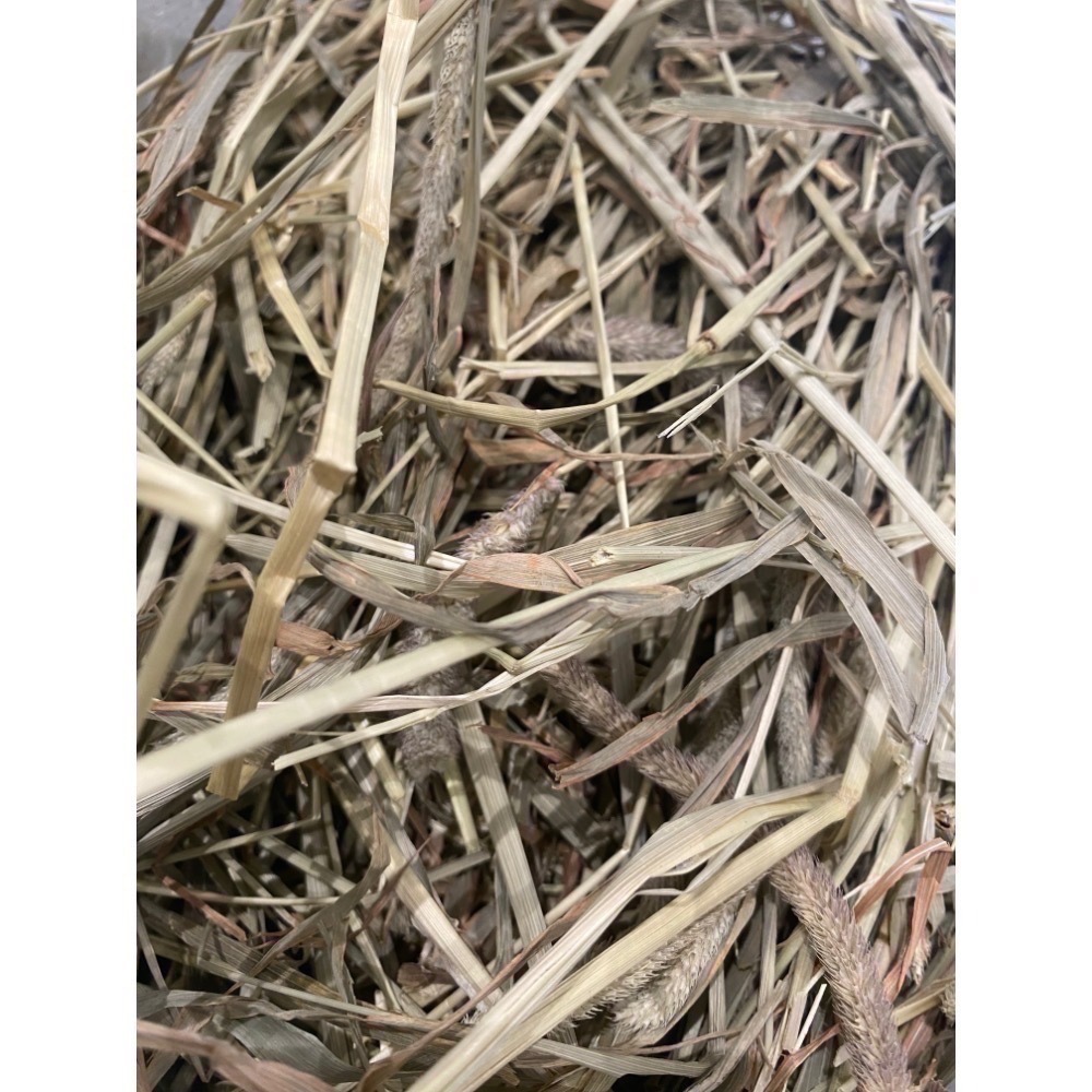 ◆HiGOGO◆TWOTWO提摩西一割 提摩西二割 提摩西三割 苜蓿草 小麥草 甜燕麥-規格圖5