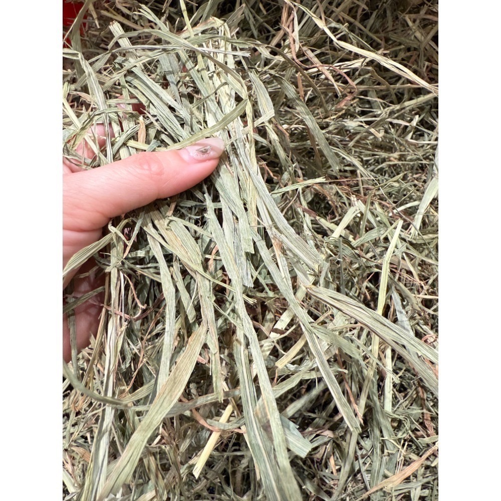 提摩西三割-軟葉