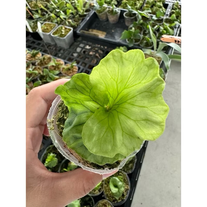 鹿角蕨｜侏儒捲葉女王-細節圖2