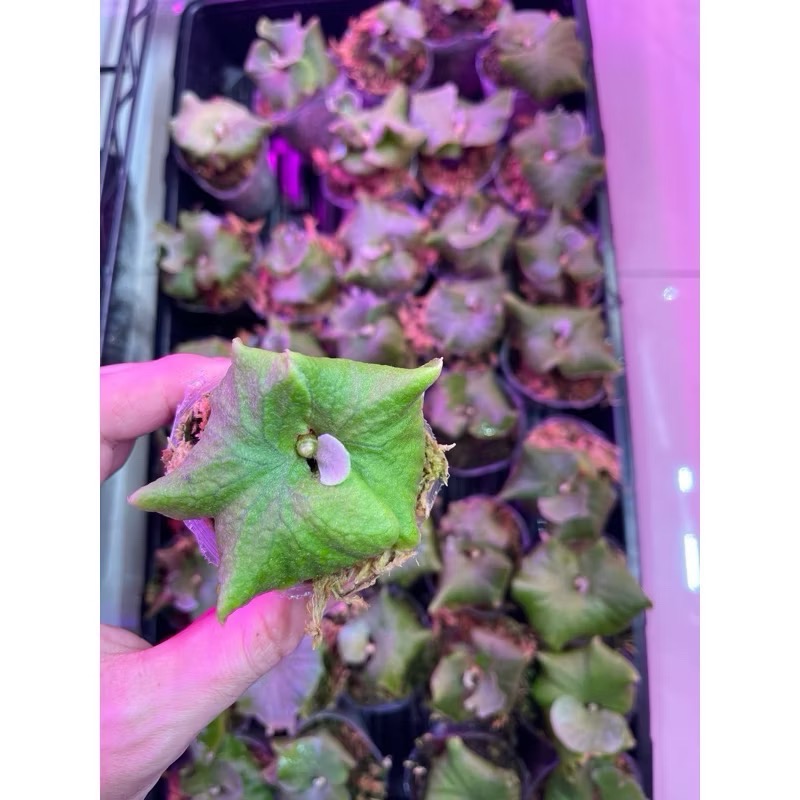 鹿角蕨｜侏儒銀葉亞猴（小） ｜P.Ridleyi dwarf silvery｜-細節圖3