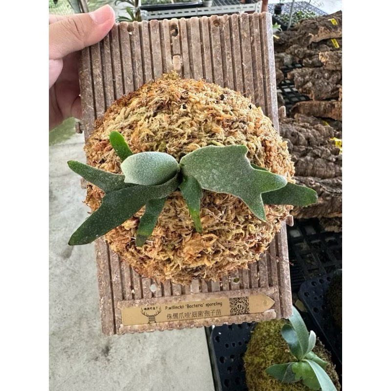 小造型板｜鹿角蕨｜侏儒｜22*14公分｜上板好簡單-細節圖2