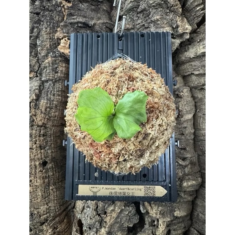 小造型板｜鹿角蕨｜侏儒｜22*14公分｜上板好簡單-細節圖3