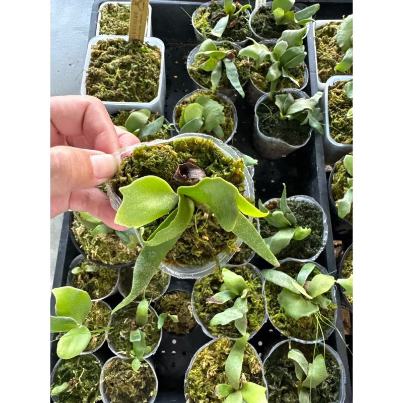 鹿角蕨｜玉女孢子苗｜盆種-細節圖2