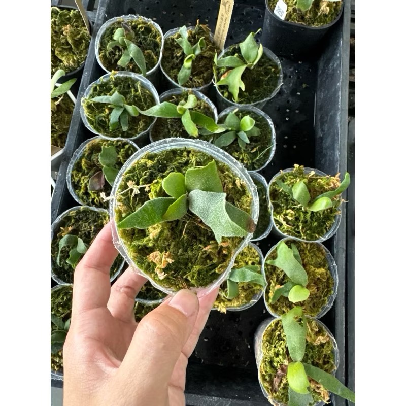 鹿角蕨｜細菌孢子苗｜盆種-細節圖2