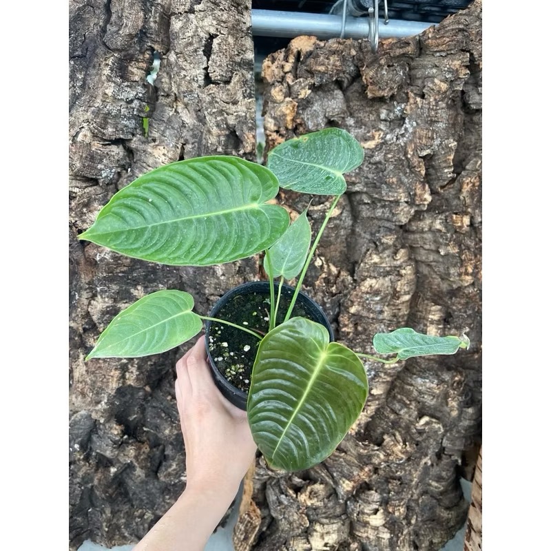 ￼觀葉植物｜雨林植物｜火鶴王｜Anthurium veitchii｜一物一拍-細節圖2