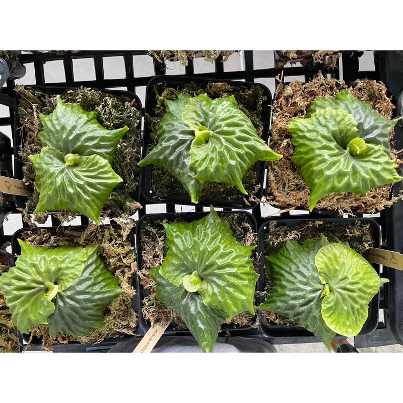 ￼鹿角蕨｜非猴｜𝑷.𝒎𝒂𝒅𝒂𝒈𝒂𝒔𝒄𝒂𝒓𝒊𝒆𝒏𝒔𝒆 ｜原生種｜盆種-細節圖2