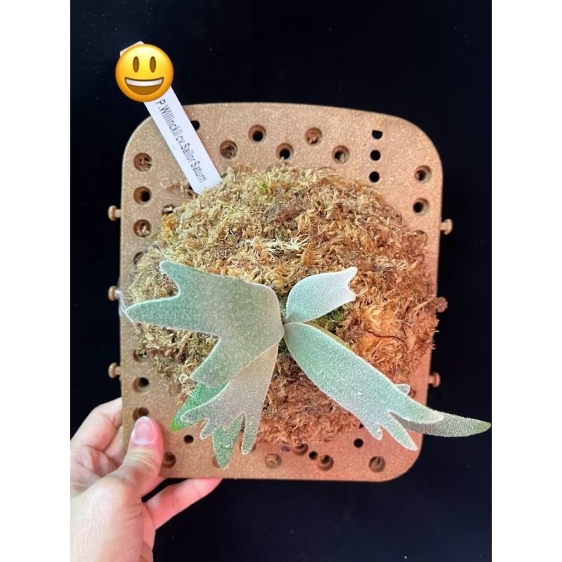 小洞洞板｜鹿角蕨｜上板好輕鬆｜24*20公分｜-細節圖2