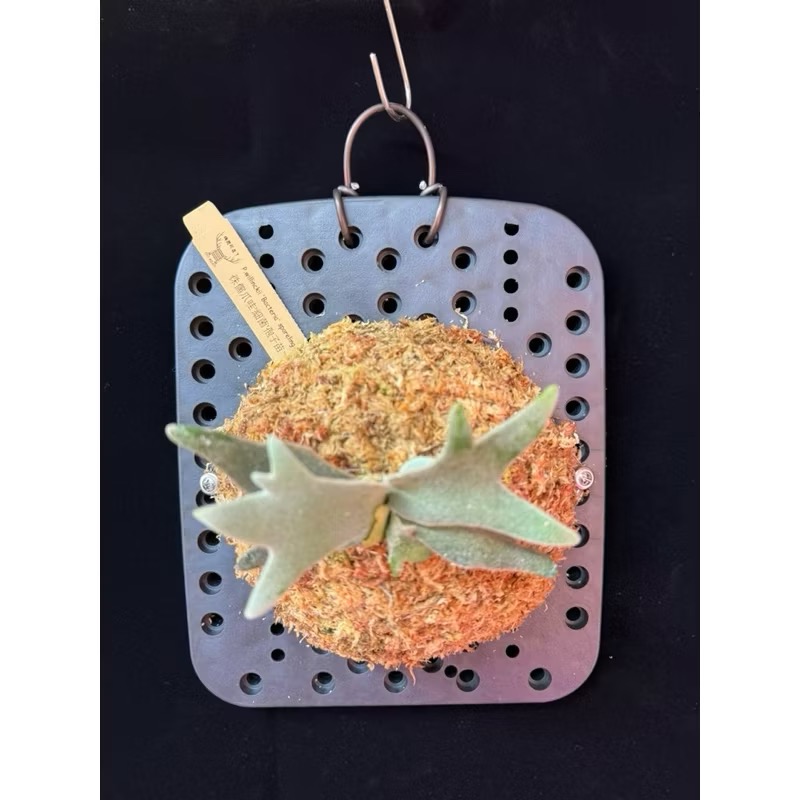 小洞洞板｜鹿角蕨｜上板好輕鬆｜24*20公分｜-細節圖3