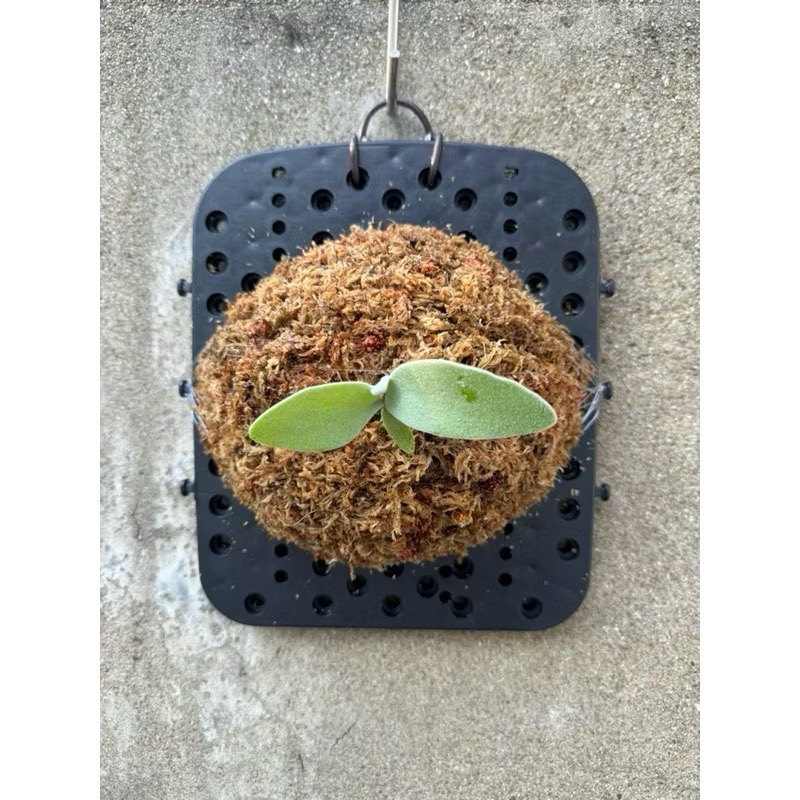 小洞洞板｜鹿角蕨｜上板好輕鬆｜24*20公分｜-細節圖4