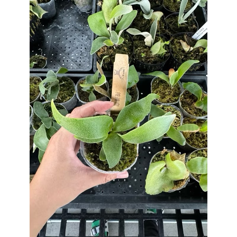 鹿角蕨｜捲捲鹿｜FongSiQi QQ＂｜-細節圖2