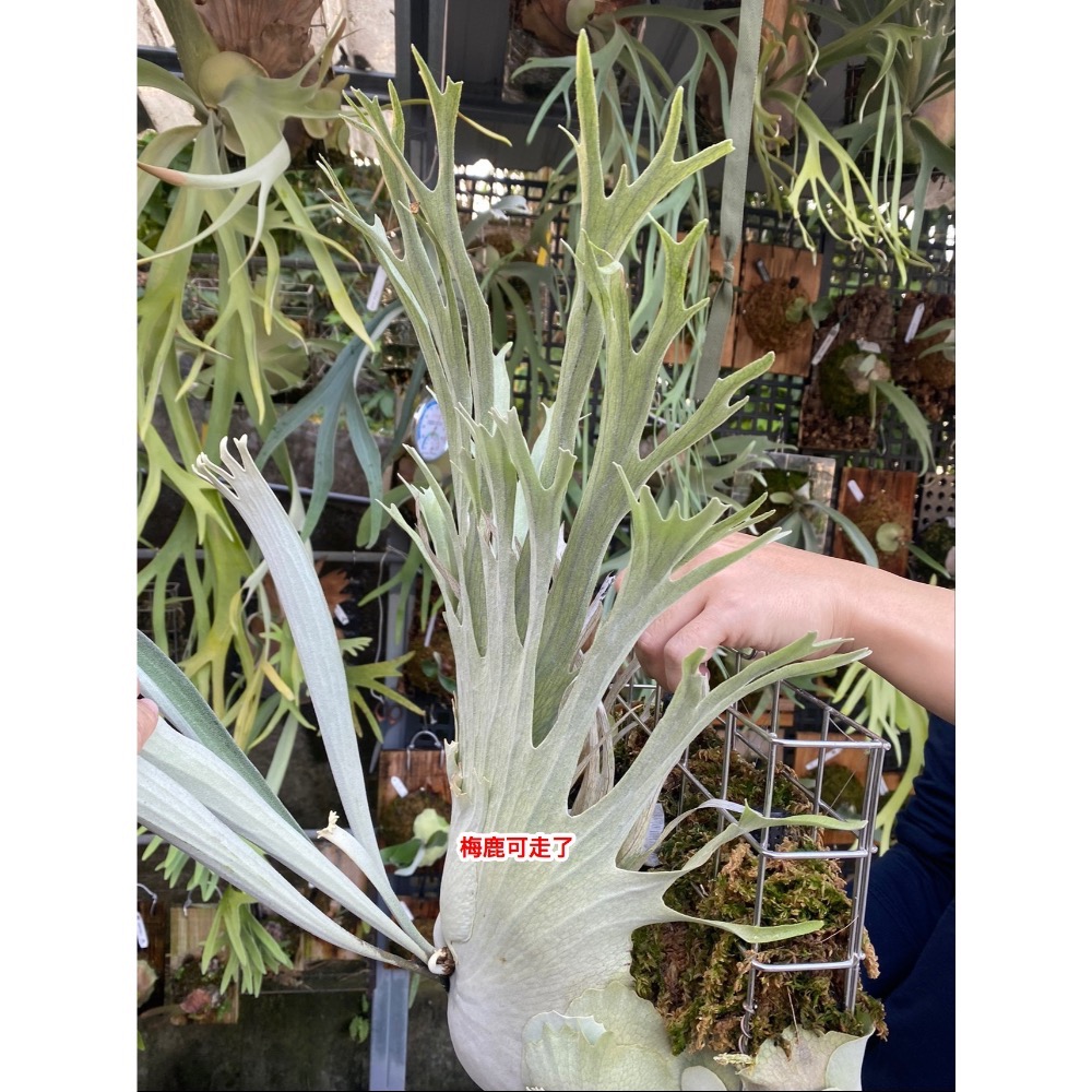 澳銀孢子苗-細節圖2