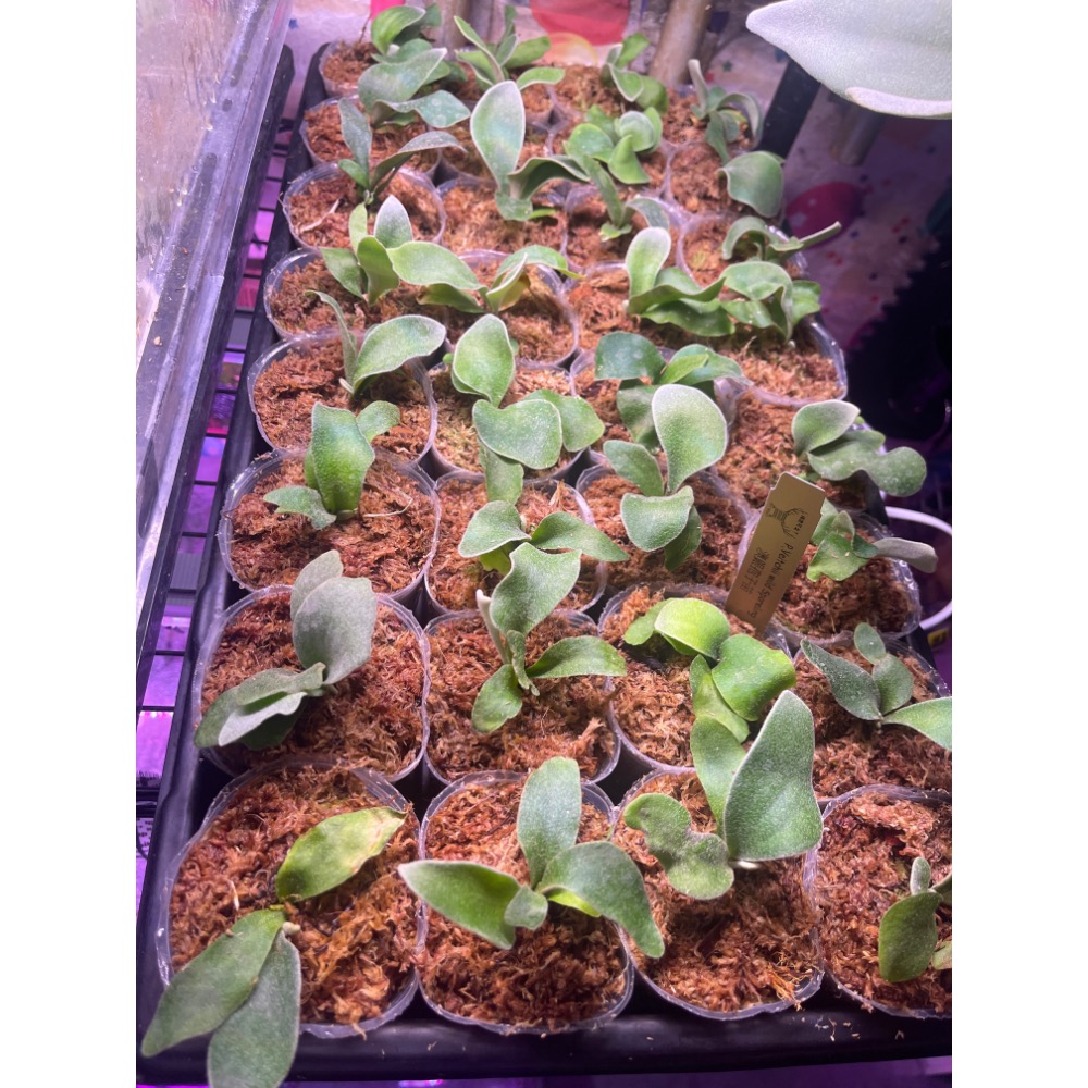 澳銀孢子苗-細節圖3